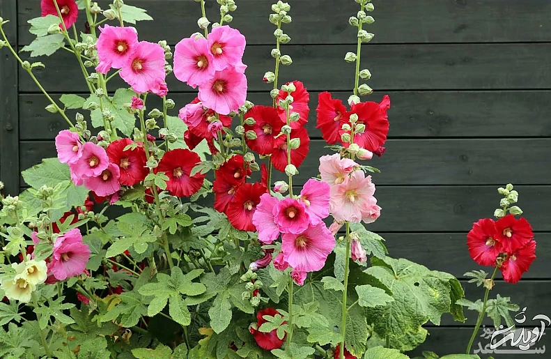 اعصاب خود را با گل ختمی ارام کنید